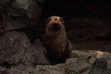 Galapagos Fur seal at Santiago Island