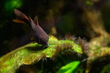 Fototapeta premium Dark algae growing on a green leaf with an armadillo fish. 
