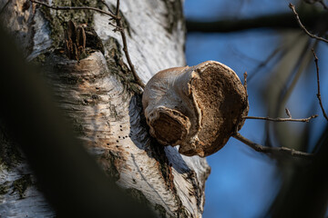 A woody fungus growing on birch bark.
