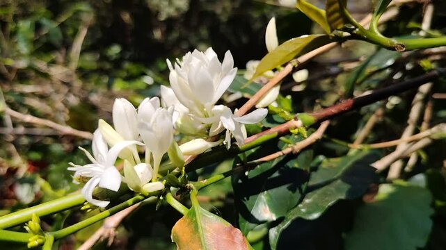 Coffee flower. Blooming coffee tree. White flowers. In the farm, coffee trees bloom with white flowers. farmer's garden close up of coffee flower under sunlight