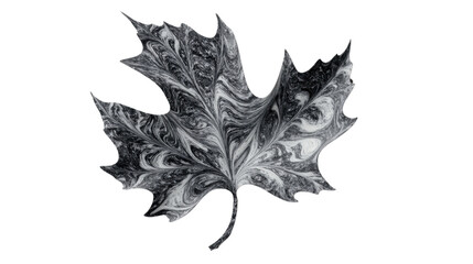 Fototapeta premium Black and white maple leaf showing fluid acrylic painting on transparent background