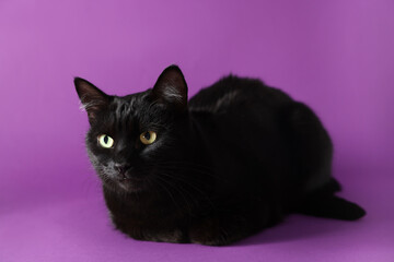 Cute black cat on purple background. Adorable pet