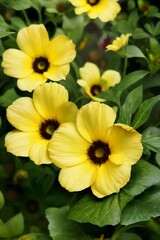 The flowers appear, yellow blooms, always in the morning