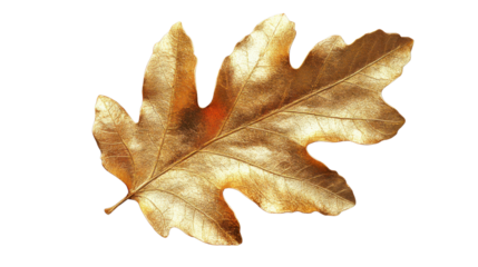 Golden oak leaf shining on transparent background