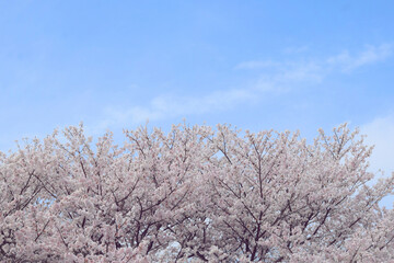 サクラと青空、桜と青空の背景、満開のさくら、桜のフレーム