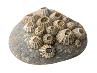 Cluster of barnacles on a tiny pebble coastal shoreline nature photography close-up, isolated on white or transparent background