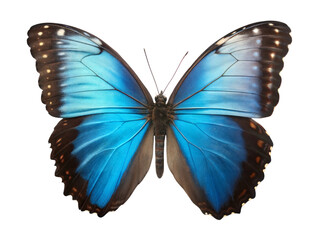 Abluemorpho butterfly with open wings nature close-up bright environment artistic view, isolated on white or transparent background