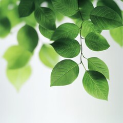 Obraz premium Green leaves and bright light