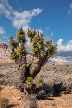 Joshua tree in the middle of desert near Red Rock Canyon at Southern Nevada, USA