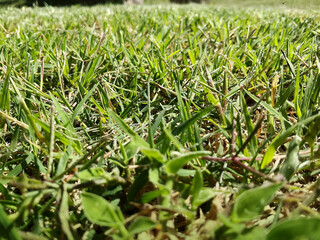 Césped al ras del suelo. botánica y naturaleza. Perspectiva con desenfoque. Textura y recurso gráfico para diseñadores. 