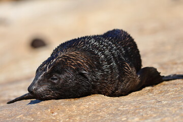 australian fur seal