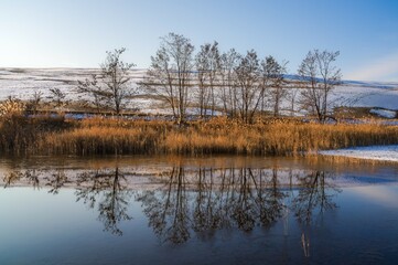 Obraz premium Morning reflection of trees and reed in the water. Winter landscape.