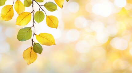 Obraz premium Autumn Leaves on Branch with Bokeh Background