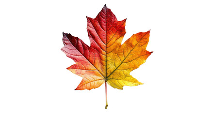 Fototapeta premium Colorful maple leaf showing autumn colors on transparent background