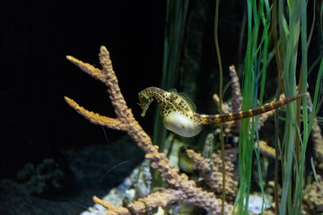  big-belly seahorse (Hippocampus abdominalis)