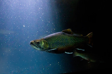 The brook trout (Salvelinus fontinalis) underwater 