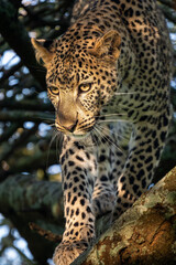 Obraz premium portrait of leopard in the tree with morning sunshine, serengeti Tanzania 