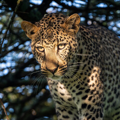 portrait of leopard in the tree with morning sunshine, serengeti Tanzania	
