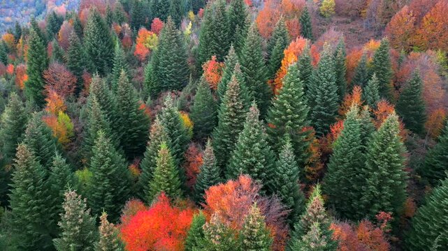Colorful fall foliage with pine trees in the Balkans of Eastern Europe. Slow moving drone footage flying backwards over autumn forest.
