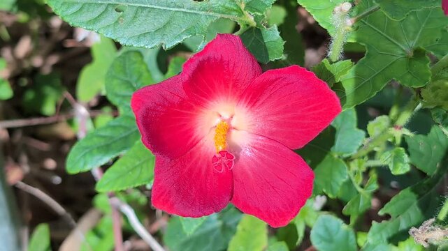 Red flower on a Native Rosella (Abelmoschus moschatus) plant in an Australian garden