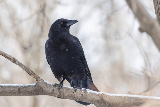  American crow (Corvus brachyrhynchos) in winter