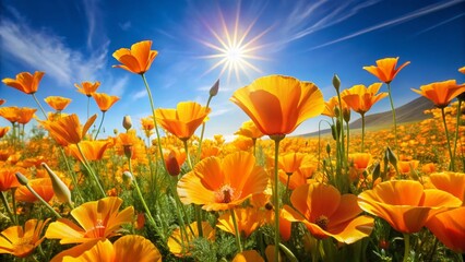 Obraz premium Aerial View Blooming California Poppy Field Summer Meadow Golden Eschscholzia californica Macro Photography