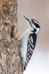 hairy woodpecker (Leuconotopicus villosus) in winter storm