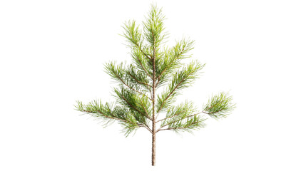 Young pine tree growing with transparent background