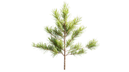 Young pine tree growing with transparent background
