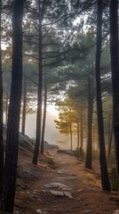 Fototapeta premium circulation fog mist Serene forest path under soft morning light.