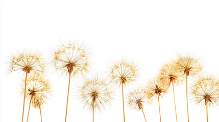 Obraz premium Delicate Dandelion Seed Heads Against a White Background