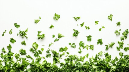 Fresh Green Parsley Leaves on a White Background for Culinary Use