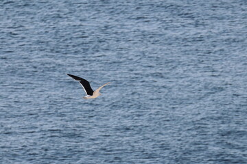 pacific gull