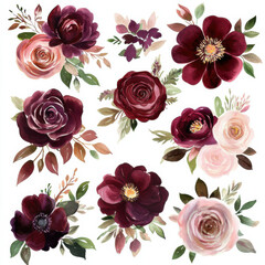 watercolor burgundy blush flower collection bouquet for clipart spreaded with white background