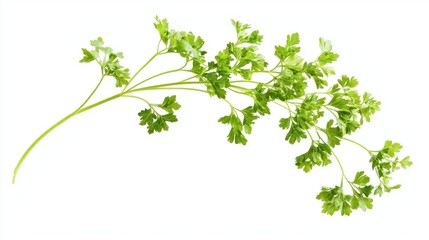 Fresh Green Parsley Herb on White Background for Culinary Use