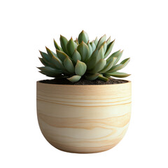 succulent plant in wooden pot is displayed against transparency background, showcasing its vibrant green leaves and natural texture