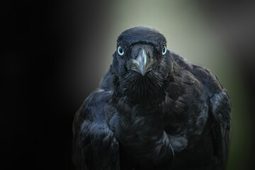 The Torresian crow, also called the Australian crow or Papuan crow, is a passerine bird in the crow family native to the north and west of Australia and nearby islands.