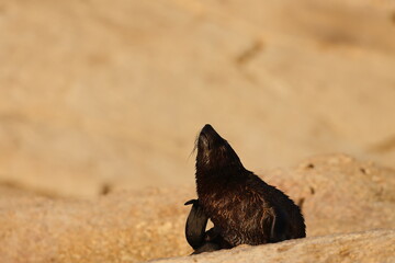 australian fur seal