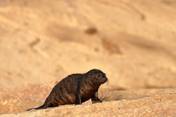 australian fur seal