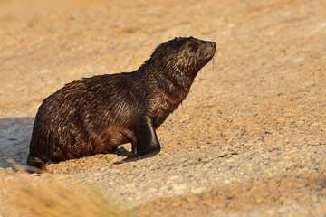 australian fur seal