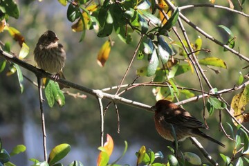 Fototapeta premium Male and female House Finch (Arpodacus mexicanus) perched on a branch in Florida nature