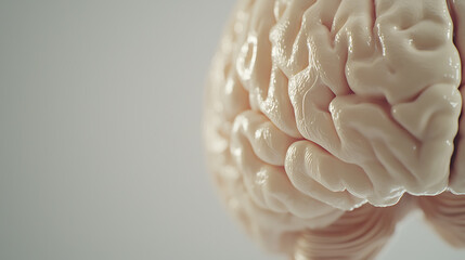 Exploring brain anatomy medical lab educational content clinical environment close-up view neuroscience concept