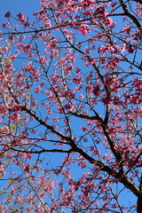 pink cherry blossom