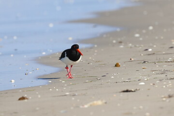 pied oystercatcher