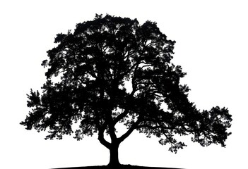 Single, majestic tree silhouetted against pure white backdrop,  woodland, single tree