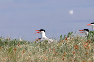 caspian tern