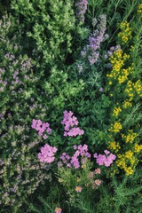 Obraz premium Colorful Wildflowers in a Lush Green Garden