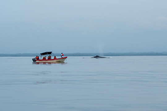 Small tour boat with tourists at whale watching tour with whale's back and a splash of water seen in the background. Pacific coast, Los Cobanos, El Salvador.