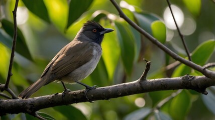 Bulbul Resting on a Leafy Branch, Bathed in the Soft Glow of Morning Light