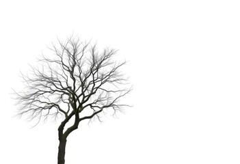 Fototapeta premium Lone deciduous tree, stark branches against pure white backdrop, wood, peaceful
